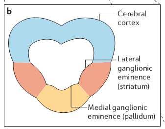 central Lupo, G.