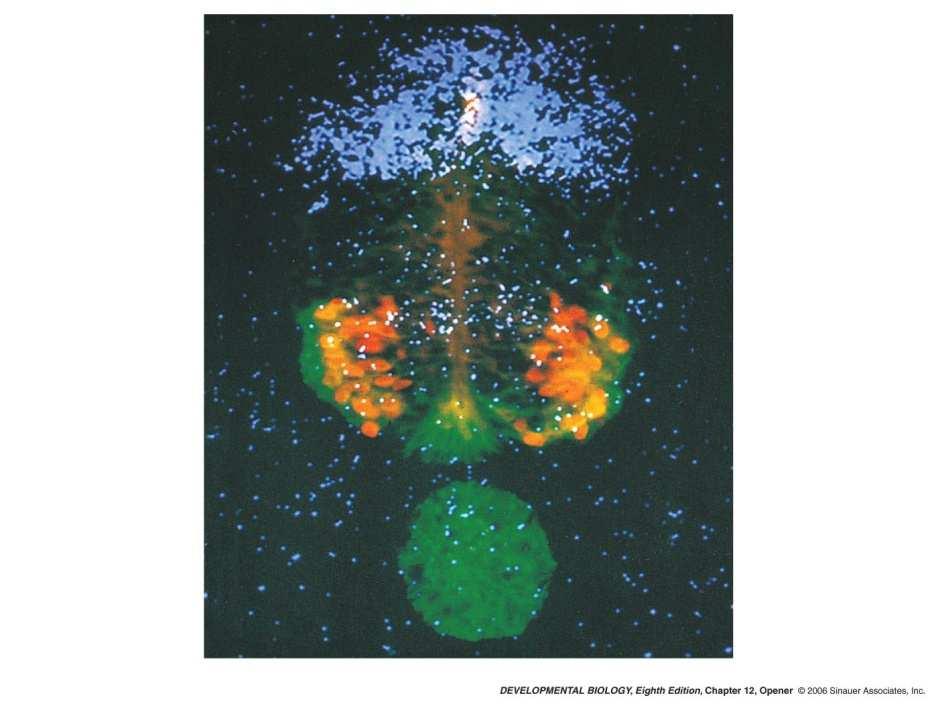 Hedgehog > BMP inhibitors BMPs / Shh Liem, K.F., Jessell, T.M. & Briscoe, J.