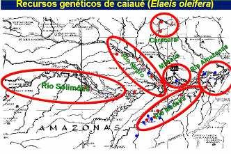 a Amazônia oferecer sementes de oleaginosas