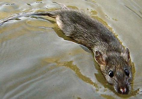 É necessário atendimento médico para evitar complicações renais e hepáticas.