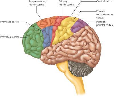 Área Motora Suplementar e Córtex Pré-motor são responsáveis pelo planejamento e controle preciso de seqüências complexas de movimentos voluntários.