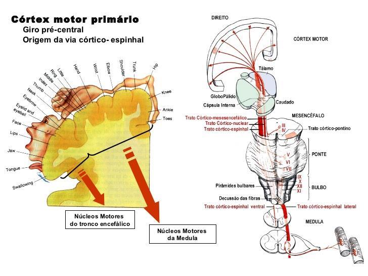 Córtex Motor Primário modula a ação dos neurônios motores e