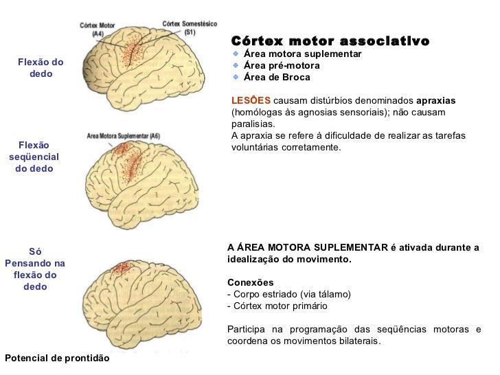 Qual seria o efeito de uma lesão no Córtex Motor Primário?