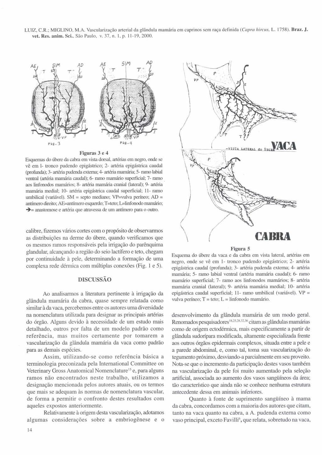 LUIZ, C.R.; MIGLlNO, M.A. Vascularização arterial da glândula mamária em caprinos sem raça definida (Capra hircus, L. 1758). Braz. J.