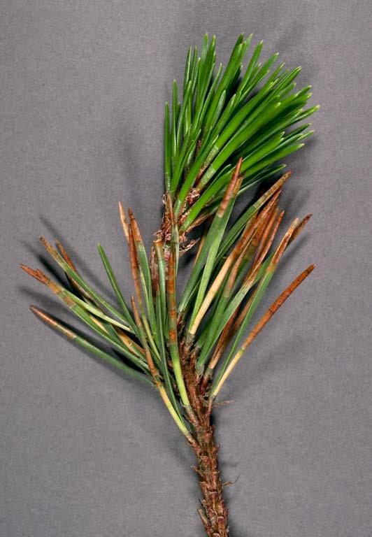 DNB em Pinus contorta.