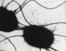 Salmonella sp. CARACTERÍSTICAS DO MICROGANISMO Enterobacteriaceae bacilo Gram-negativo aeróbio facultativo maioria móvel (flagelos peritríquios) S. pullorum e S.