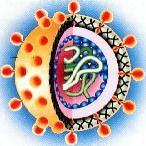 Fig. Representação morfológica do Vírus da