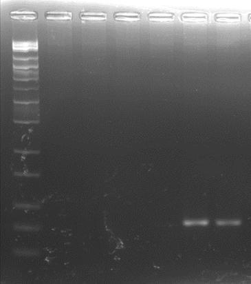 Fluorescence (norm) PCR convencional PM Lc Lc La La Lb Lb Ln Ln Ls Lg Lg Lla Lla Lli Tc CN LU5/LB-3C (L.