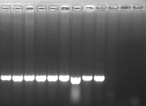 Fluorescence (norm) PCR convencional PM Lc Lc Lc Lb Lb Lb La La Ln Ln Ls Ls HSP7c (todas as espécies de Leishmania