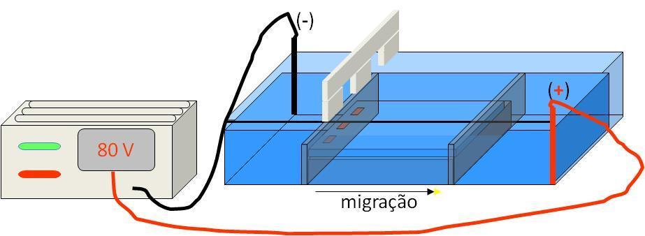 necessária a confecção de um gel de agarose e a realização de