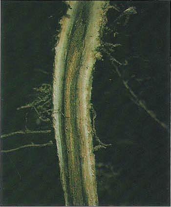 Figura:Necrose vascular Murcha-de-fusarium. Figura:Murcha-de-fusarium.