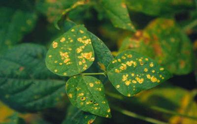 Sintomas: formação de pústulas nas superfícies foliares, pequenas manchas necróticas,