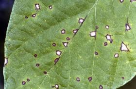 Cercosporioses Mycospharella cruenta (Pseudocercospora cruenta e Cercospora canescens) Mancha de Cercosporaou mancha vermelha, reduz o nºde vagens, peso médio dos grãos, diminuição área