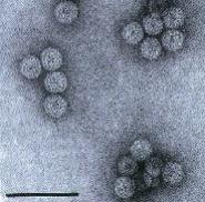 Cucumovirus Família: Bromoviridae, RNA de fita