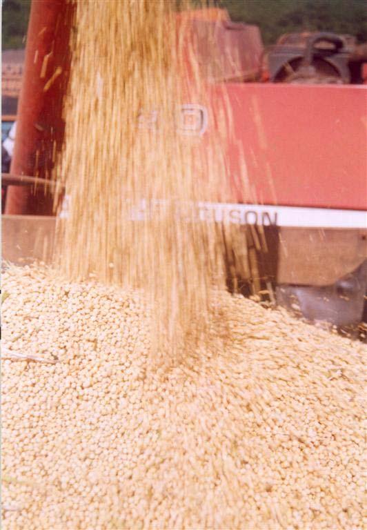 Produção de grãos em 2006 (milhões de ton) Goiás 10,51 Brasil 118,53 Principais produtos agrícolas: Produção em 2006