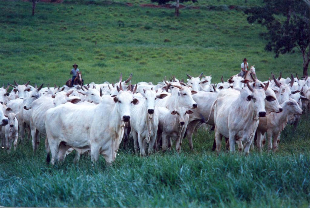 Rebanho Bovino O rebanho bovino de Goiás supera o de muitos países Goiás França Alemanha Canadá Reino Unido Itália 6,5 12,7 15,1 10,3 20,7 19,3 0 5 10 15 20 25 milhões de cabeças em 2005