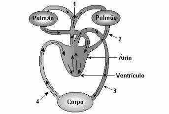 5. Observe a imagem e o sentido das setas. Esquema da circulação do sangue no corpo humano Dê nome às estruturas de número: 1, 2, 3 e 4 e cite suas funções. 6.