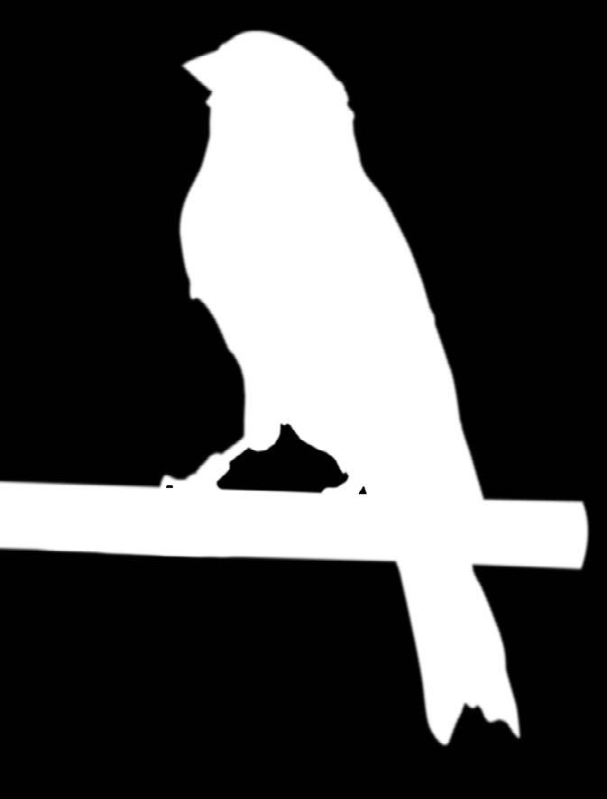 O Ordem Brasileira de Juízes de Ornitologia instrui os seus juízes a julgar aproximando ao máximo os dois métodos ou seja fazendo uma intersecção com isso o julgamento tem uma qualidade ótima.