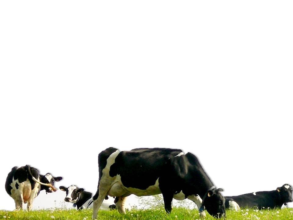 Relação: Vaca seca X Lactante Nº de vacas secas / total de vacas adultas = 12 a 20 % > 20 % indicativo de problemas reprodutivos