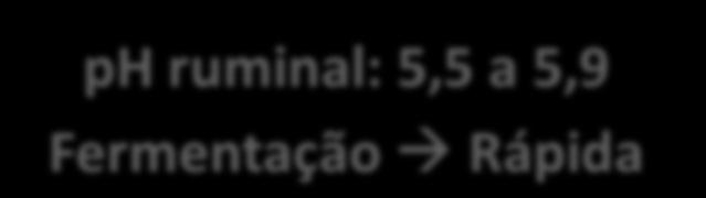 Grande quantidade de Amido Ruminação prolongada (40-50 min/kg de MS cons)