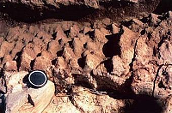 Fósseis: Evidências da presença de formas viventes; Partes duras de seres viventes (conchas, carapaças, esqueletos) são abundantes a partir de 542maa; Fósseis menos freqüentes