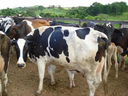 Estudo de caso: Bovinocultura leiteira Comparação