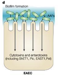 E. coli enteroagregativa (EAEC) Bactérias caracterizam-se por aglutinação, tipo arranjo de parede de tijolo.