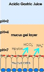 Helicobacter pyroli Motilidade Produção de urease Fuga do suco gástrico e proteção sob a Mucina Bactéria se acopla às células