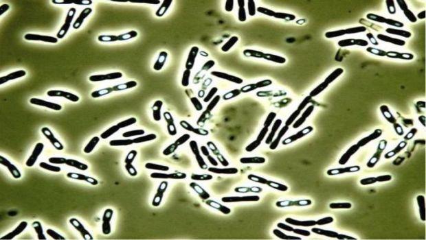 Bactérias Gram-positivas formadoras de endósporos Bacillus cereus Bacilos Gram positivos Aeróbios, mesófilos Síndrome