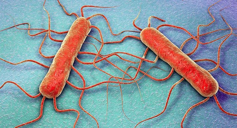 Listeria monocytogenes Bastonete Gram-positivo Anaeróbio facultativo, móveis Bactéria patogênica oportunista Listeriose Nos animais e no homem multiplica-se intracelularmente.