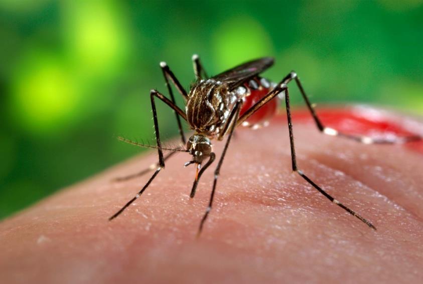 VETOR Aedes aegypti Origem: África Faixa tropical e subtropical Ciclo ovo mosquito adulto: 7 dias
