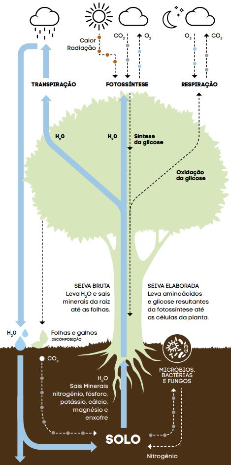 Árvores Seu papel na redução da emissão de CO 2 As árvores têm um papel importante na redução dos Gases de Efeitos, pois captam o CO 2 da atmosfera e liberam o oxigênio (O 2 ) por meio da