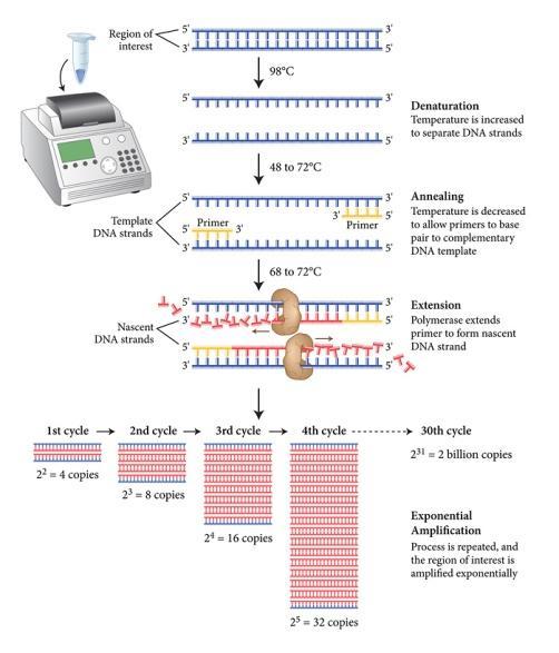 RT-PCR (transcrição reversa) qpcr (real time) ou RT-qPCR