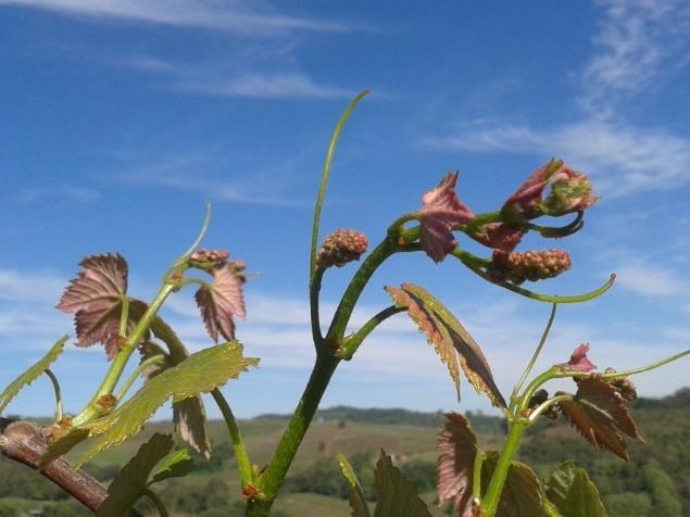 floração. A figura 10, representa um vinhedo de alta produtividade, com uvas ainda verdes.