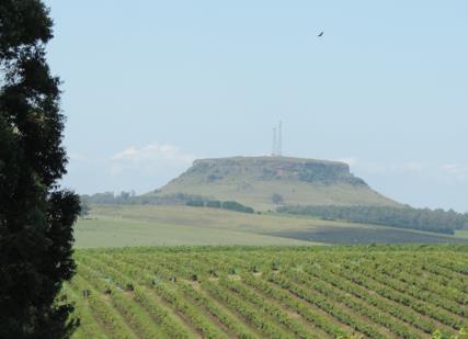 viticultura é mais recente