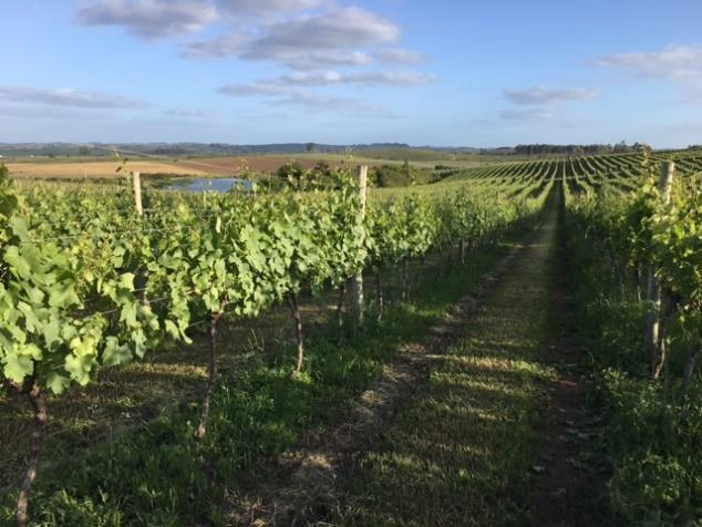 vinhos finos, há presença