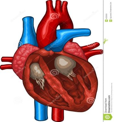 órgãos (pulmões + coração + vasos sanguíneos + sangue) Coração lado direito