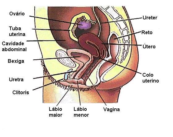 ÚTERO: tem a forma e o tamanho de uma pêra (cerca de mais ou menos 8 cm). É constituído de duas partes: colo e corpo. O útero é um órgão oco, feito de músculos elásticos.