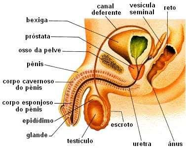 TESTÍCULOS: os testículos são dois órgãos, em forma de ovo, que fabricam permanentemente os espermatozóides, da puberdade até a morte.