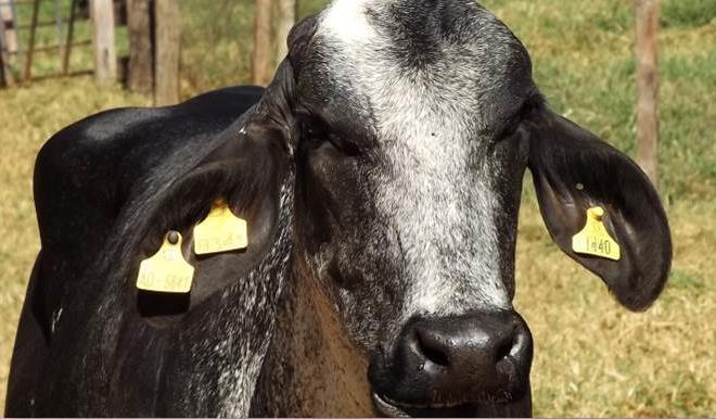 Métodos para medir a reatividade dos bovinos