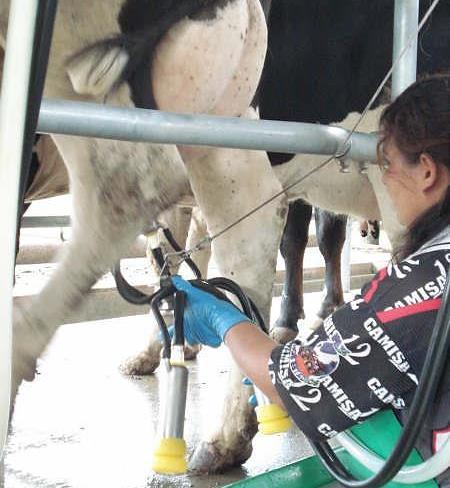 Escore de reatividade na ordenha Escore 1 = Não movimenta nenhuma das patas e nem o corpo. A vaca não reage ao contato do ordenhador.