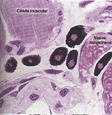 Células do tecido conjuntivo Mastócitos O mastócito é uma célula globosa, grande e com citoplasma carregado de grânulos basófilos elétron-densos.
