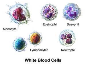 Células do tecido conjuntivo Leucócitos Processo inflamatório Os leucócitos