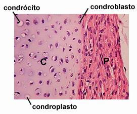 Tecido conjuntivo - cartilaginoso Tecido cartilaginoso é uma forma especializada de tecido conjuntivo de consistência rígida.