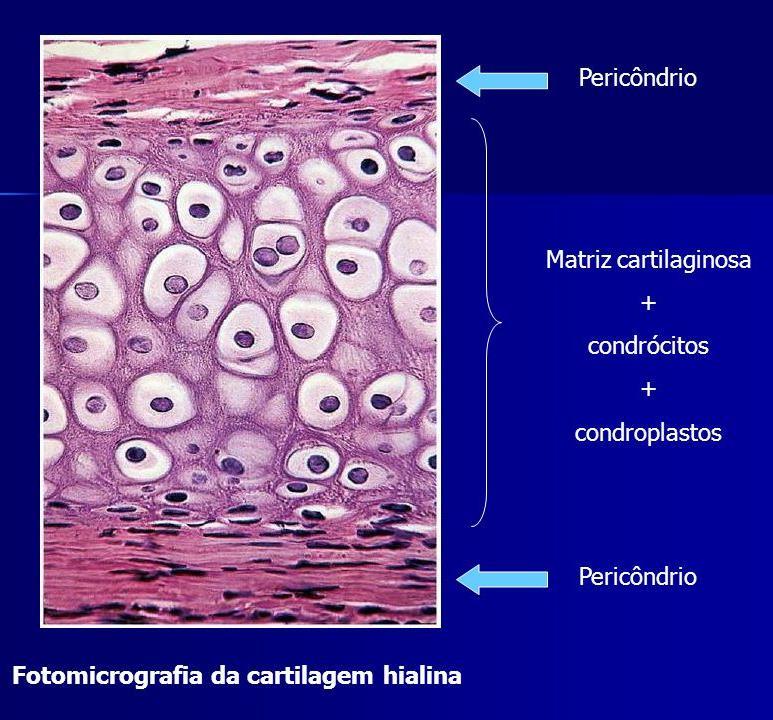 Tecido conjuntivo - cartilaginoso As funções do tecido cartilaginoso dependem principalmente da estrutura da matriz.