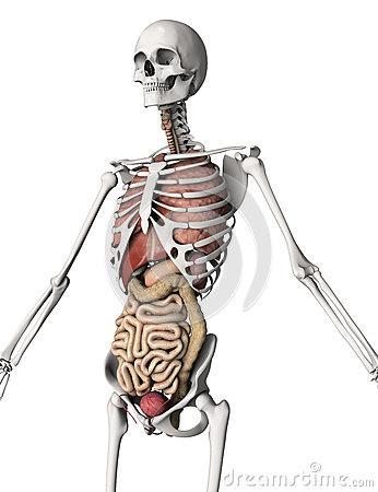 Tecido conjuntivo - ósseo O tecido ósseo é o principal do esqueleto, serve de suporte para as partes moles e protege órgãos vitais,