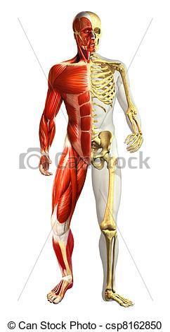 Tecido ósseo O tecido ósseo proporciona apoio aos músculos esqueléticos contrações em movimentos