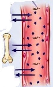 os ossos funcionam como depósitos de cálcio, fosfato e outros íons, armazenando-os ou liberando-os