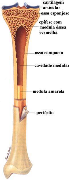 Tecido ósseo Nos ossos longos, as extremidades são formadas por osso esponjoso com uma delgada camada superficial compacta.
