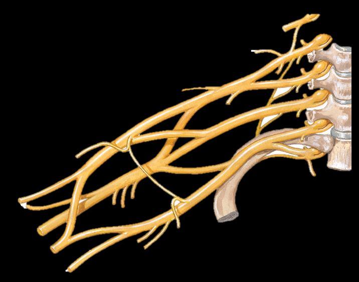Quais são os ramos terminais do plexo braquial e o que eles inervam?